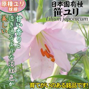 国華園 原種ユリ 球根 普通球笹ユリ 1球 百...の詳細画像1