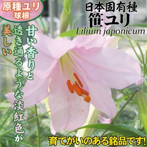 国華園 原種ユリ 球根 普通球笹ユリ 3球 百...の詳細画像1