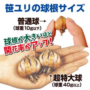 国華園 原種ユリ 球根 普通球笹ユリ 3球 百...の詳細画像2
