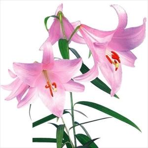 国華園 原種ユリ 球根 匂い笹ユリ 2球 百合球根 ユリの球根 ササユリ
