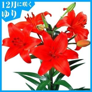 オレンジ色のユリの花　特大球根　育つと2メートル近くになります。 国華園 ユリ 球根 花ユリ オリエンタルリリー 大球 オレンジ