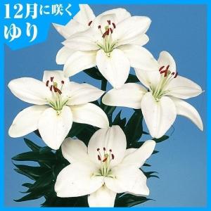 国華園 12月咲 ユリ 球根 すかしユリ 白花 6球 百合球根 ユリの球根 冬咲く