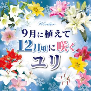 国華園 12月咲 ユリ 球根 すかしユリ 白花...の詳細画像1