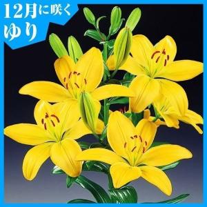 国華園 緊急値下げ 3割引 春植え球根 タッカ インテグリフォリア