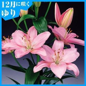 国華園 12月咲 ユリ 球根 すかしユリ 桃花 6球 百合球根 ユリの球根 冬咲く
