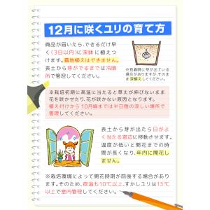 国華園 12月咲 ユリ 球根 すかしユリ 桃花...の詳細画像2