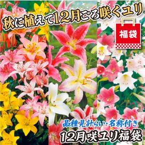 国華園 12月咲 ユリ 球根 ユリ福袋 15球...の詳細画像1