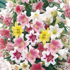 信州産百合の球根　二色二、三球宅急便コンパクト 楽天市場】ユリ レッド 球根の通販