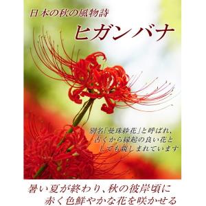 国華園 リコリス 球根 ラジアータ (ヒガンバ...の詳細画像1