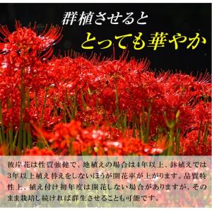 国華園 リコリス 球根 ラジアータ (ヒガンバ...の詳細画像3