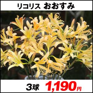 リコリス 球根 花の球根 の商品一覧 球根 種芋 花 ガーデニング 通販 Yahoo ショッピング