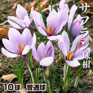 サフランの球根を室内でバスケットで栽培する ｌｅｄ水耕栽培で新鮮安心野菜の自給自足