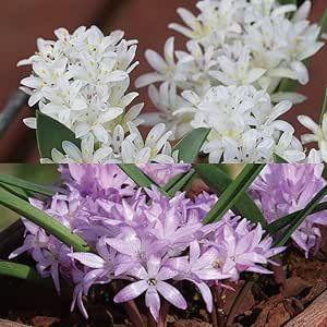 国華園 ポリキセナ 球根 (ラケナリア) エンシ...の商品画像