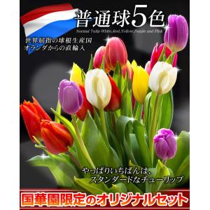 国華園 チューリップ 球根 普通球 5色250...の詳細画像2