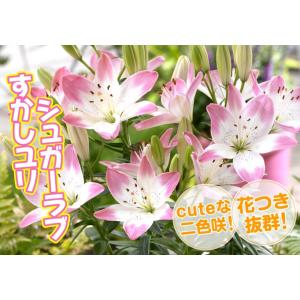 国華園 ユリ 球根 すかしユリ シュガーラブ ...の詳細画像1