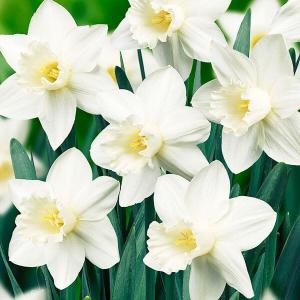 花苗 オリエンタルポピー フラメンコ 2株 / 花の苗 切り花向き