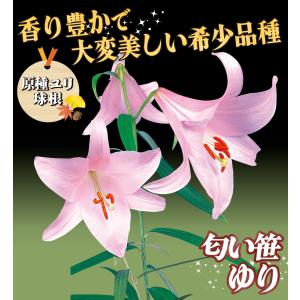 国華園 原種ユリ 球根 匂い笹ユリ 3球 百合...の詳細画像1