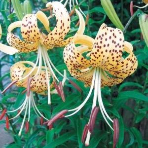 国華園 原種ユリ 球根 黄金オニユリ 10球 百合球根 ユリの球根 鬼ユリ