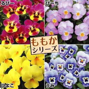 ビオラ ももか 花 ガーデニング の商品一覧 通販 Yahoo ショッピング