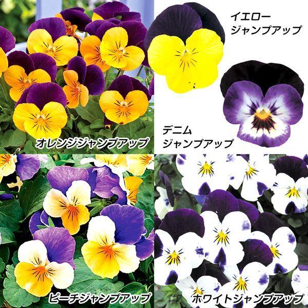 花苗 ビオラ F1ジャンプアップセット 5種60株 / 花の苗 パンビオ 花壇向き 冬花壇