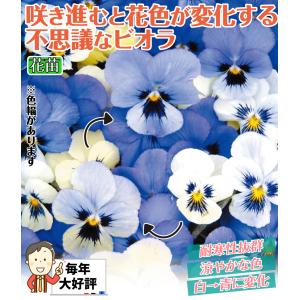 国華園 花苗 ビオラ オセロブルー 8株の詳細画像1