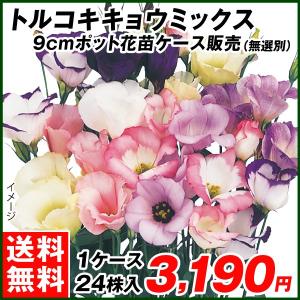 苗 花種類 トルコキキョウ 花 ガーデニング 通販 Yahoo ショッピング