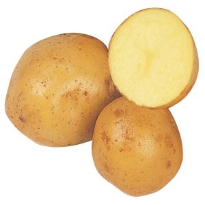 種芋 秋植えじゃがいも 普賢丸 500g / ジャガイモ ジャガイモのたね