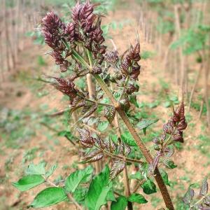 タラの木の商品一覧 通販 Yahoo ショッピング