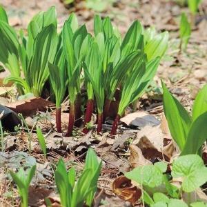 有用植物苗 山菜 行者ニンニク 5株 / 家庭菜園 行者ニンニクの苗 行者