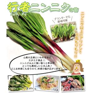 国華園 有用植物苗 山菜 行者ニンニク 10株...の詳細画像1