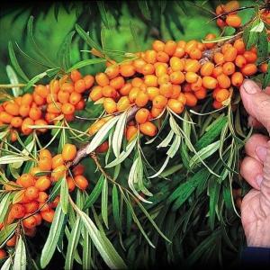 シュガープルーン 西洋すもも　接木苗木 約80㌢宅急便.ポット植えのまま匿名発送 シュガープルーン 西洋すもも 接木苗木 約80㌢宅急便.ポット植え