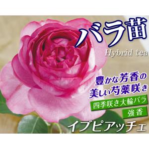 国華園 バラ苗 イブピアッチェ 1株 大苗:接...の詳細画像1