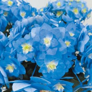 アジサイ 苗 苗木 筑紫の風PVP 1株 / アジサイの木 紫陽花 あじさい アジサイの苗木 庭木 植木 花木苗 国華園