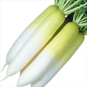 国華園 種 野菜たね ダイコン F1冬あま 1袋（5ml） 大根 やさいの種