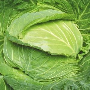 国華園 種 野菜たね キャベツ F1春新 1袋（1ml） 甘藍 やさいの種