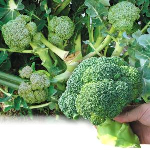 国華園 種 野菜たね 菜類 丸ザーサイ（玉たかな） 1袋（コート種子200