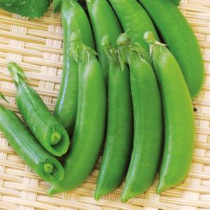 国華園 種 野菜たね マメ エンドウ フルーツスナップ 1袋（20ml） 豆 豌豆 やさいの種