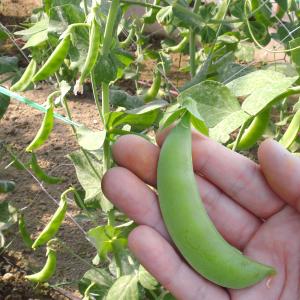 国華園 種 野菜たね マメ エンドウ フルーツ...の詳細画像2