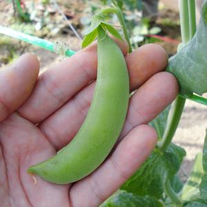 国華園 種 野菜たね マメ エンドウ フルーツ...の詳細画像3