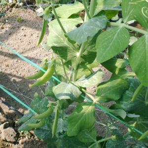 国華園 種 野菜たね マメ エンドウ フルーツ...の詳細画像4