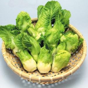 国華園 種 野菜たね 菜類 早生祝蕾 1袋（コート種子30粒） しゅくらい やさいの種