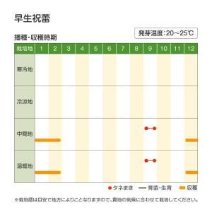 国華園 種 野菜たね 菜類 早生祝蕾 1袋(コ...の詳細画像2