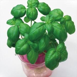 ハーブ タネ バジル 1袋(2ml) 種 野菜たね