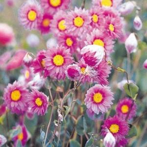 国華園 種 花たね ローダンセ ローズ 1袋(200mg) / 花の種 通販 花種 はなたね ローダンテ ロダンテ