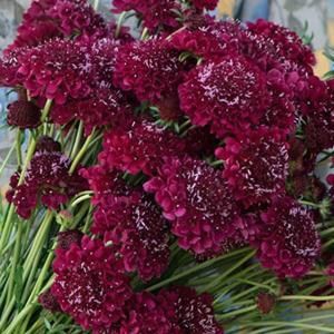 スカビオサ 種 種 種子 の商品一覧 花 ガーデニング 通販 Yahoo ショッピング