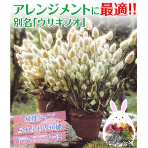 国華園 種 花たね ラグラス バニーテール 1...の詳細画像1