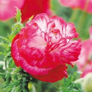 ポピー種の商品一覧 通販 Yahoo ショッピング