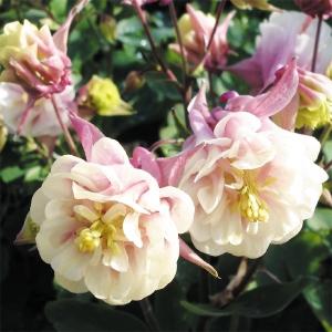 西洋オダマキ 八重 花 ガーデニング の商品一覧 通販 Yahoo ショッピング