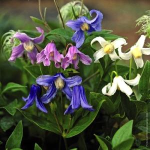 インテグリフォリア系クレマチス 花 ガーデニング の商品一覧 通販 Yahoo ショッピング