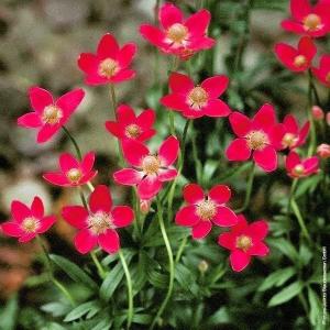 国華園 種 花たね マロウ モーリタニア 1袋(40粒) : 花と緑 国華園